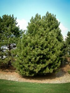 Сосна Чёрная (Pinus Nigra) купить по цене от 270.00р. в интернет-магазине «Посадика» с доставкой почтой в в Светлыйе и по всей России – [изображение №1].