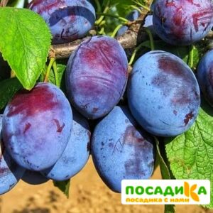 Слива Чачакская ранняя купить по цене от 229.00р. в интернет-магазине «Посадика» с доставкой почтой в в Светлыйе и по всей России – [изображение №1].