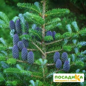 Пихта корейская (Abies koreana) купить по цене от 450.00р. в интернет-магазине «Посадика» с доставкой почтой в в Светлыйе и по всей России – [изображение №1].