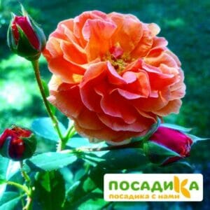 Роза Арабия купить по цене от 350.00р. в интернет-магазине «Посадика» с доставкой почтой в в Светлыйе и по всей России – [изображение №1].