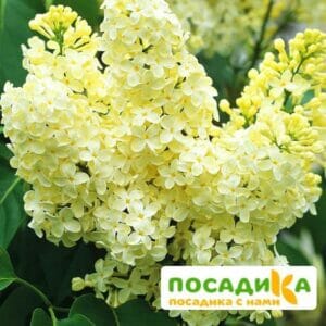 Сирень Примроуз (Primrose) купить по цене от 529.00р. в интернет-магазине «Посадика» с доставкой почтой в в Светлыйе и по всей России – [изображение №1].