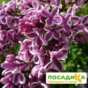 Сирень Сенсация купить по цене от 529.00р. в интернет-магазине «Посадика» с доставкой почтой в в Светлыйе и по всей России – [изображение №1].