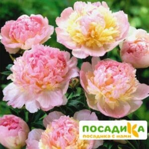 Пион Распберри Сандей (Paeonia Raspberry Sundae) купить по цене от 959р. в интернет-магазине «Посадика» с доставкой почтой в в Светлыйе и по всей России – [изображение №1].