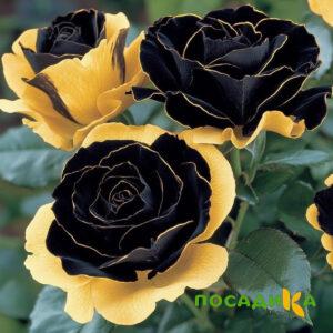 Роза Ханни Сикл купить по цене от 700р. в интернет-магазине «Посадика» с доставкой почтой в в Светлыйе и по всей России – [изображение №1].