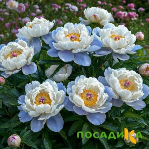 Пион акварельный Этюд купить по цене от 806р. в интернет-магазине «Посадика» с доставкой почтой в в Светлыйе и по всей России – [изображение №1].