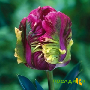 Тюльпан Экзотик Хэвен купить по цене от 186р. в интернет-магазине «Посадика» с доставкой почтой в в Светлыйе и по всей России – [изображение №1].