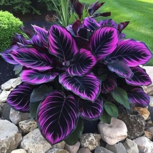 Хоста Люминоза купить по цене от 450р. в интернет-магазине «Посадика» с доставкой почтой в в Светлыйе и по всей России – [изображение №1].