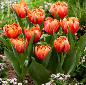 Тюльпан Гудошник Дабл купить по цене от 185р. в интернет-магазине «Посадика» с доставкой почтой в в Светлыйе и по всей России – [изображение №1].