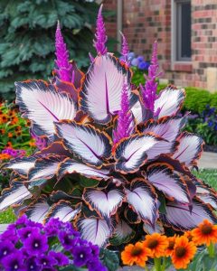 Хоста Кримэн Дрим купить по цене от 549р. в интернет-магазине «Посадика» с доставкой почтой в в Светлыйе и по всей России – [изображение №1].