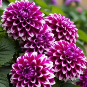 Георгин Кристал Корт купить по цене от 602р. в интернет-магазине «Посадика» с доставкой почтой в в Светлыйе и по всей России – [изображение №1].