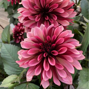 Георгин Перли Сансет купить по цене от 309р. в интернет-магазине «Посадика» с доставкой почтой в в Светлыйе и по всей России – [изображение №1].