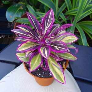 Хоста Сильвер Стик купить по цене от 650р. в интернет-магазине «Посадика» с доставкой почтой в в Светлыйе и по всей России – [изображение №1].