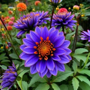 Георгин Лазурит купить по цене от 799р. в интернет-магазине «Посадика» с доставкой почтой в в Светлыйе и по всей России – [изображение №1].