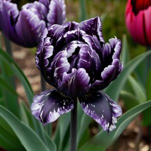Тюльпан Индиго купить по цене от 600р. в интернет-магазине «Посадика» с доставкой почтой в в Светлыйе и по всей России – [изображение №1].