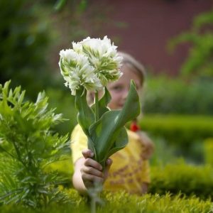 Тюльпан Супер Пэррот купить по цене от 360р. в интернет-магазине «Посадика» с доставкой почтой в в Светлыйе и по всей России – [изображение №1].