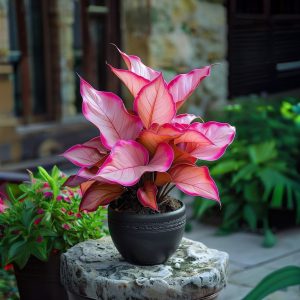 Хоста Розовая Симфония купить по цене от 800р. в интернет-магазине «Посадика» с доставкой почтой в в Светлыйе и по всей России – [изображение №1].