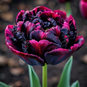 Тюльпан Фламинго купить по цене от 500р. в интернет-магазине «Посадика» с доставкой почтой в в Светлыйе и по всей России – [изображение №1].