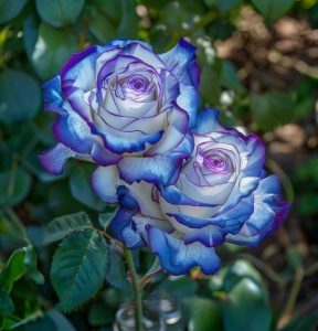 Роза Пэтолз Хоуп купить по цене от 333р. в интернет-магазине «Посадика» с доставкой почтой в в Светлыйе и по всей России – [изображение №1].