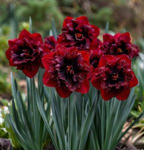 Нарцисс Сапфировый Бриз купить по цене от 3000р. в интернет-магазине «Посадика» с доставкой почтой в в Светлыйе и по всей России – [изображение №1].