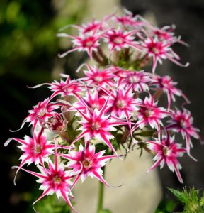 Флокс Метельчатый Путь купить по цене от 456р. в интернет-магазине «Посадика» с доставкой почтой в в Светлыйе и по всей России – [изображение №1].