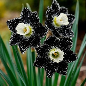 Нарцисс Кассата купить по цене от 372р. в интернет-магазине «Посадика» с доставкой почтой в в Светлыйе и по всей России – [изображение №1].