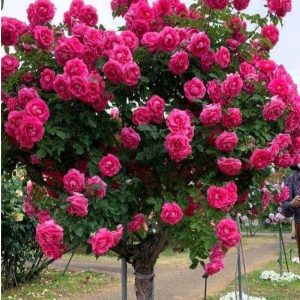 Роза Версаля купить по цене от 232р. в интернет-магазине «Посадика» с доставкой почтой в в Светлыйе и по всей России – [изображение №1].