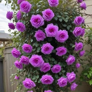 Роза Мистик Уайт купить по цене от 620р. в интернет-магазине «Посадика» с доставкой почтой в в Светлыйе и по всей России – [изображение №1].