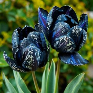 Тюльпан Блю Фог купить по цене от 500р. в интернет-магазине «Посадика» с доставкой почтой в в Светлыйе и по всей России – [изображение №1].