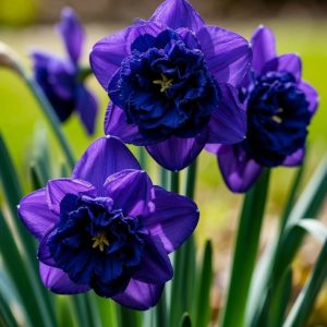 Нарцисс Арт Нуво купить по цене от 378р. в интернет-магазине «Посадика» с доставкой почтой в в Светлыйе и по всей России – [изображение №1].