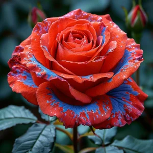 Роза Сикрет Гарден купить по цене от 619р. в интернет-магазине «Посадика» с доставкой почтой в в Светлыйе и по всей России – [изображение №1].