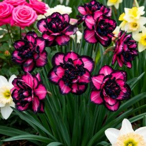 Нарцисс Золотая Корона купить по цене от 2000р. в интернет-магазине «Посадика» с доставкой почтой в в Светлыйе и по всей России – [изображение №1].