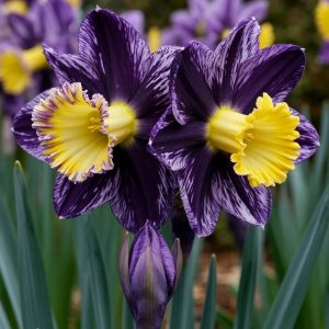 Нарцисс Акропоис купить по цене от 382р. в интернет-магазине «Посадика» с доставкой почтой в в Светлыйе и по всей России – [изображение №1].