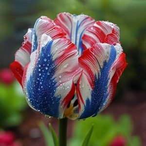 Тюльпан Ремс Сенсейшн купить по цене от 219р. в интернет-магазине «Посадика» с доставкой почтой в в Светлыйе и по всей России – [изображение №1].