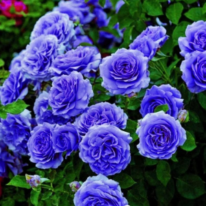 Роза Блю Мун купить по цене от 450р. в интернет-магазине «Посадика» с доставкой почтой в в Светлыйе и по всей России – [изображение №1].