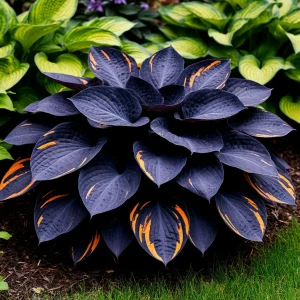 Хоста Умбра купить по цене от 349р. в интернет-магазине «Посадика» с доставкой почтой в в Светлыйе и по всей России – [изображение №1].