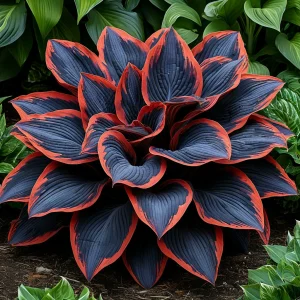 Хоста Солнечный Агат купить по цене от 440р. в интернет-магазине «Посадика» с доставкой почтой в в Светлыйе и по всей России – [изображение №1].