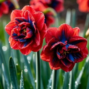 Нарцисс Эрличе купить по цене от 386р. в интернет-магазине «Посадика» с доставкой почтой в в Светлыйе и по всей России – [изображение №1].