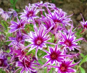 Флокс Звездное Кружево купить по цене от 361р. в интернет-магазине «Посадика» с доставкой почтой в в Светлыйе и по всей России – [изображение №1].