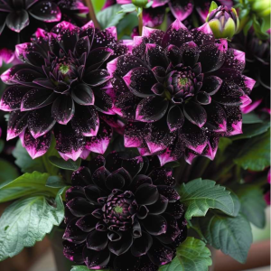 Георгин Лаванда Лейс купить по цене от 679р. в интернет-магазине «Посадика» с доставкой почтой в в Светлыйе и по всей России – [изображение №1].