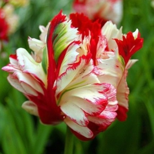 Тюльпан Эстелла Рижнвельд купить по цене от 500р. в интернет-магазине «Посадика» с доставкой почтой в в Светлыйе и по всей России – [изображение №1].