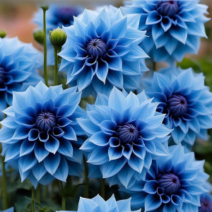 Георгин Вижапе купить по цене от 699р. в интернет-магазине «Посадика» с доставкой почтой в в Светлыйе и по всей России – [изображение №1].