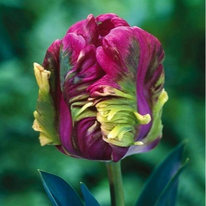 Тюльпан Экзотик Хэвен купить по цене от 186р. в интернет-магазине «Посадика» с доставкой почтой в в Светлыйе и по всей России – [изображение №1].