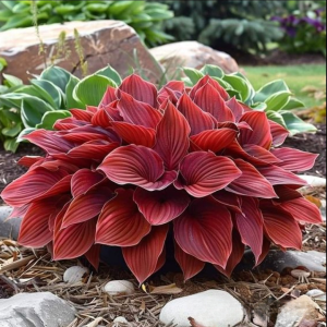 Хоста Малыш Шедевр купить по цене от 421р. в интернет-магазине «Посадика» с доставкой почтой в в Светлыйе и по всей России – [изображение №1].