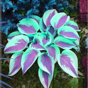 Хоста Висперин Бьюти купить по цене от 379р. в интернет-магазине «Посадика» с доставкой почтой в в Светлыйе и по всей России – [изображение №1].