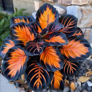 Хоста Сикрет Форест купить по цене от 601р. в интернет-магазине «Посадика» с доставкой почтой в в Светлыйе и по всей России – [изображение №1].