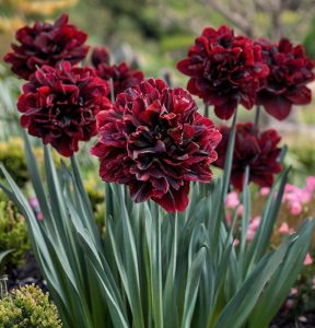 Нарцисс Малиновая Вуаль купить по цене от 3000р. в интернет-магазине «Посадика» с доставкой почтой в в Светлыйе и по всей России – [изображение №1].