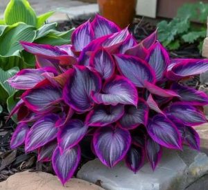 Хоста Сикрет Гарденс купить по цене от 549р. в интернет-магазине «Посадика» с доставкой почтой в в Светлыйе и по всей России – [изображение №1].