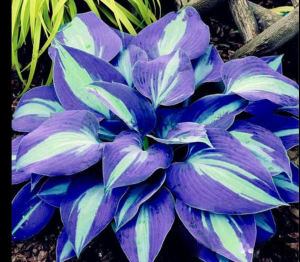 Хоста Аурелия купить по цене от 450р. в интернет-магазине «Посадика» с доставкой почтой в в Светлыйе и по всей России – [изображение №1].