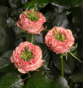 Роза Амбер Инчант купить по цене от 495р. в интернет-магазине «Посадика» с доставкой почтой в в Светлыйе и по всей России – [изображение №1].