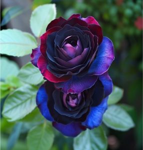 Роза Скарлет Рэвери купить по цене от 489р. в интернет-магазине «Посадика» с доставкой почтой в в Светлыйе и по всей России – [изображение №1].